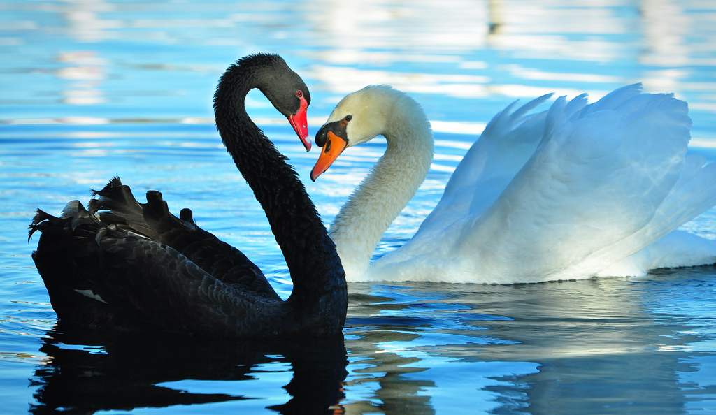 cisne negro e branco -falsificacionismo de Popper