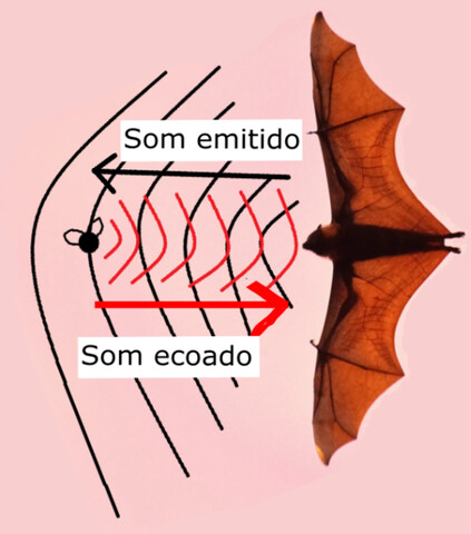 Um morcego no ar, emitindo ondas sonoras visíveis como círculos concêntricos a partir de sua boca.